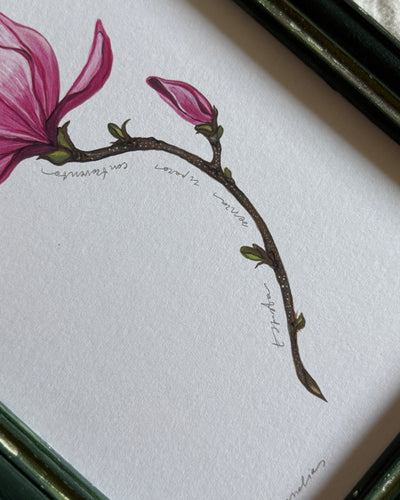 Magnolia