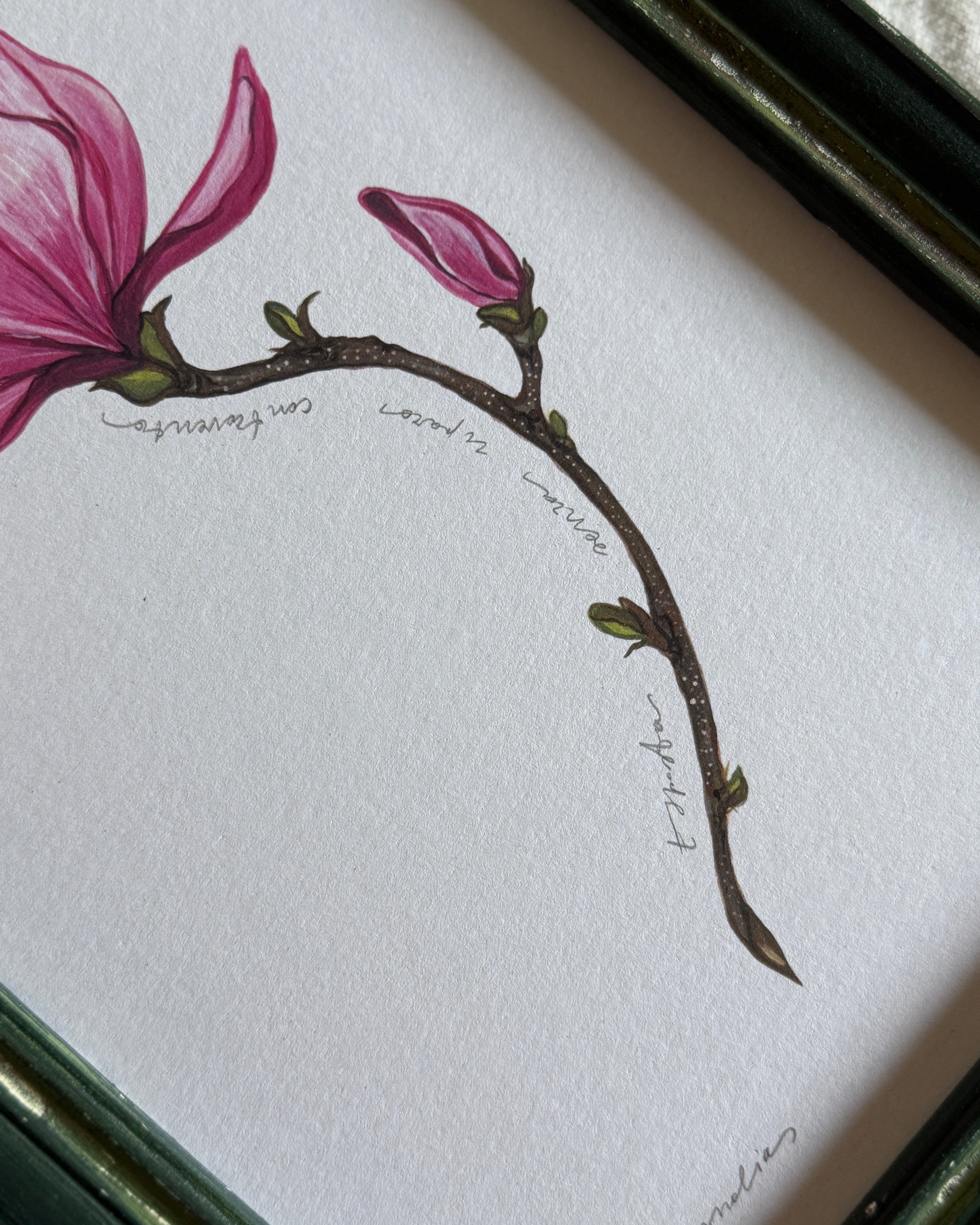 Magnolia