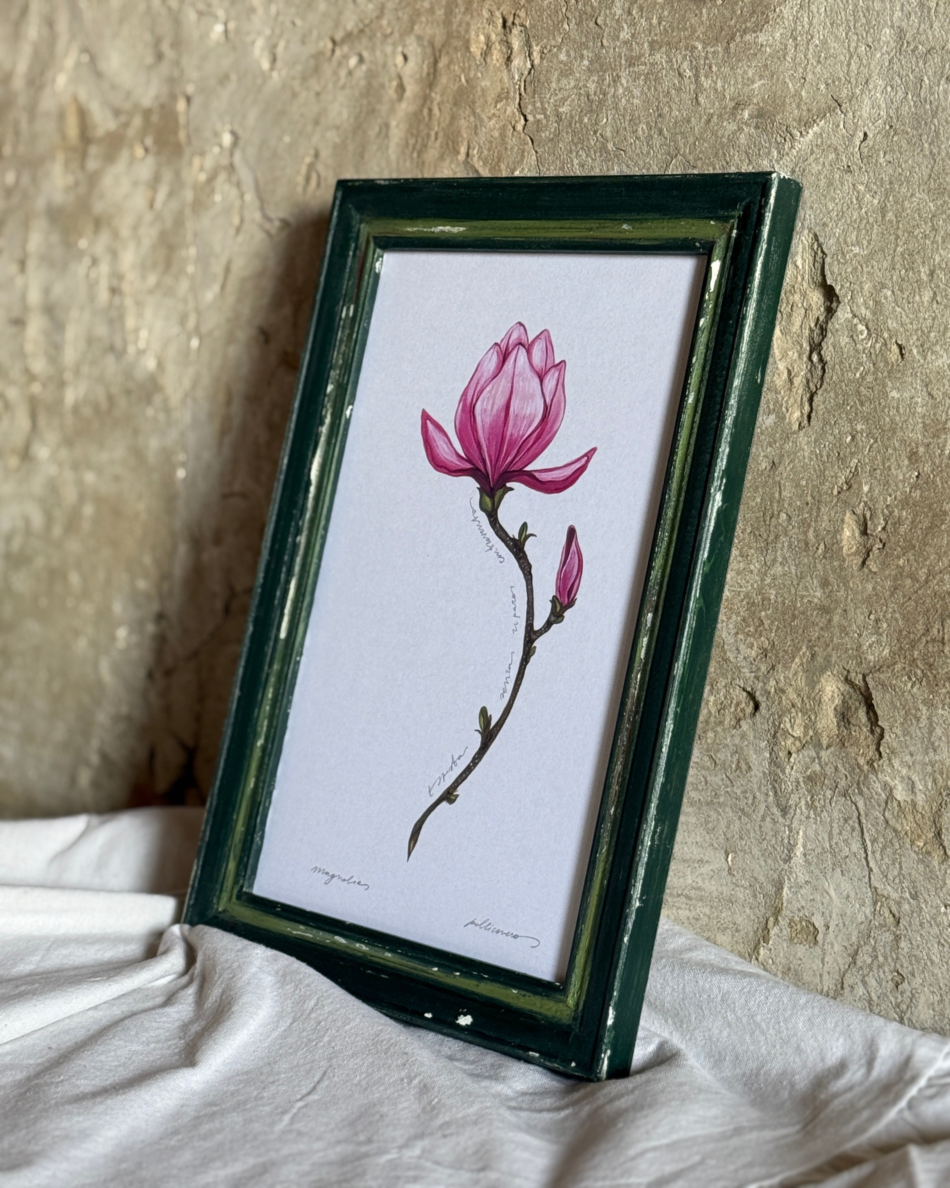 Magnolia