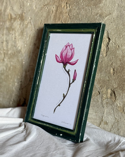 Magnolia