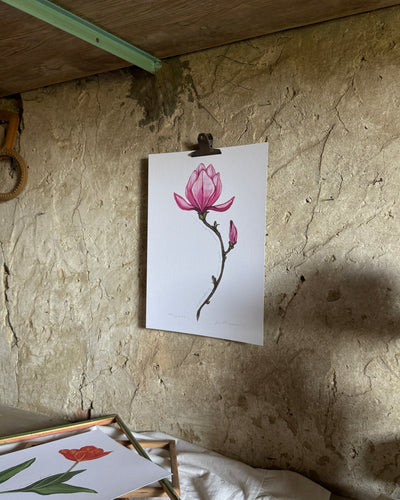Magnolia