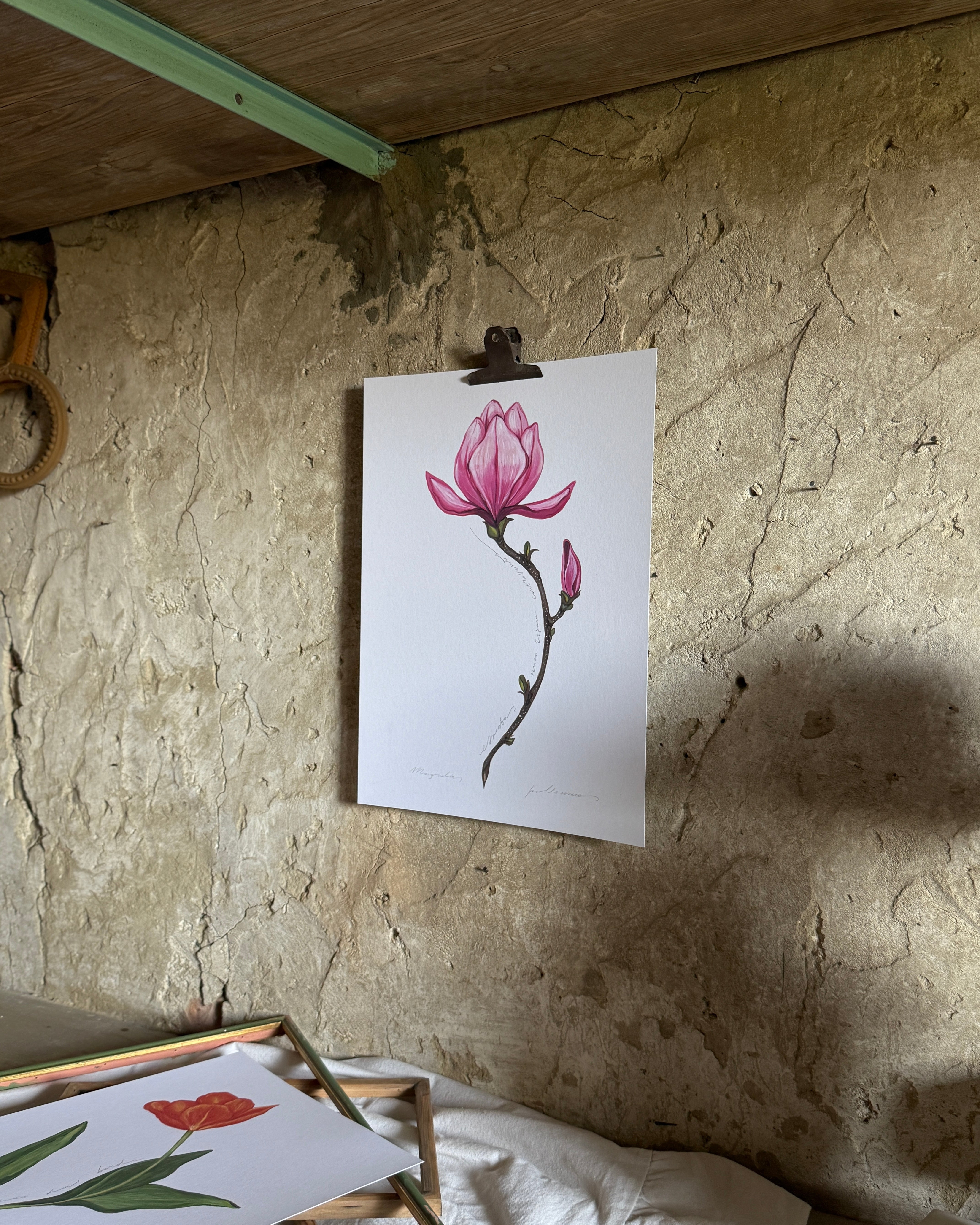 Magnolia