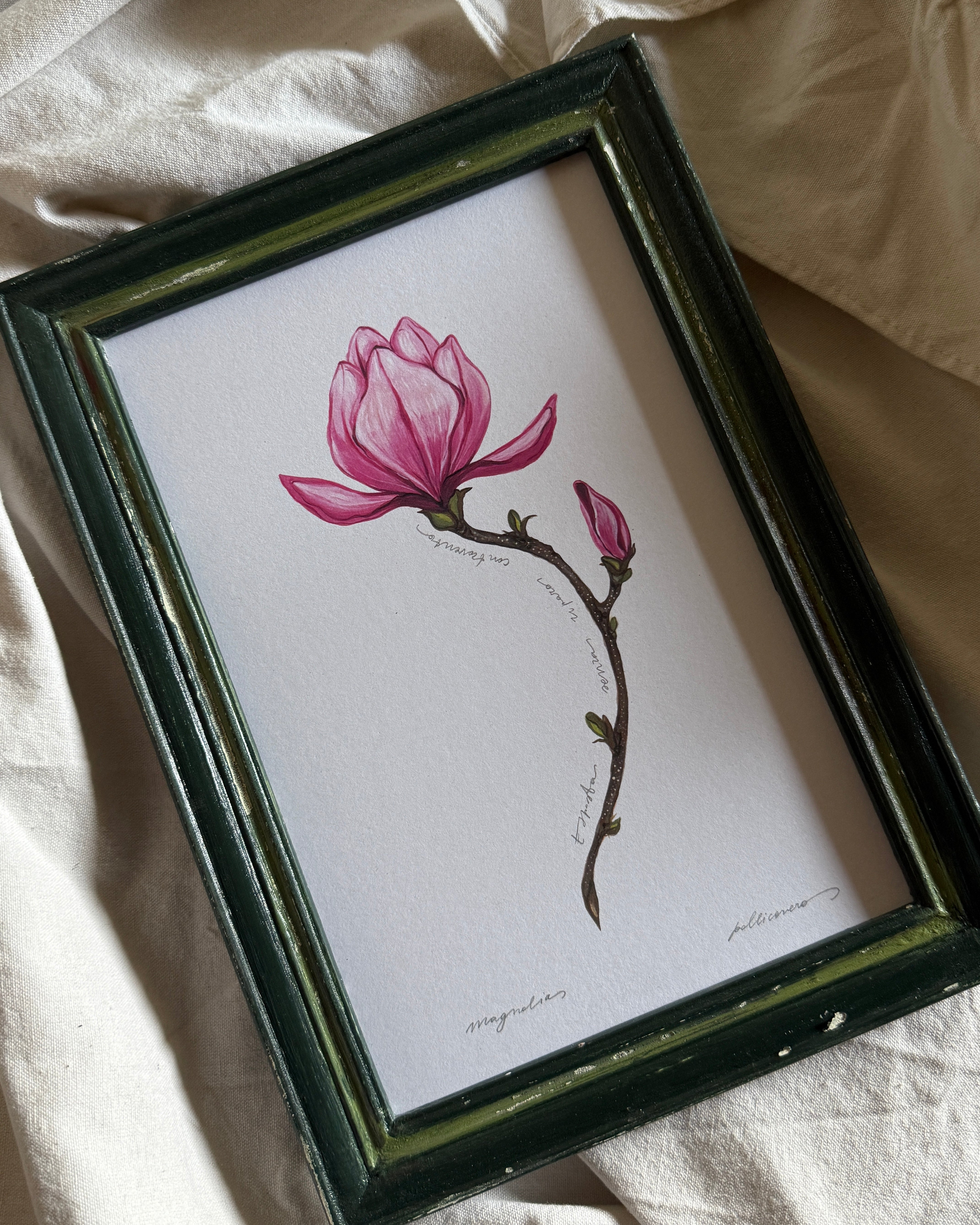 Magnolia