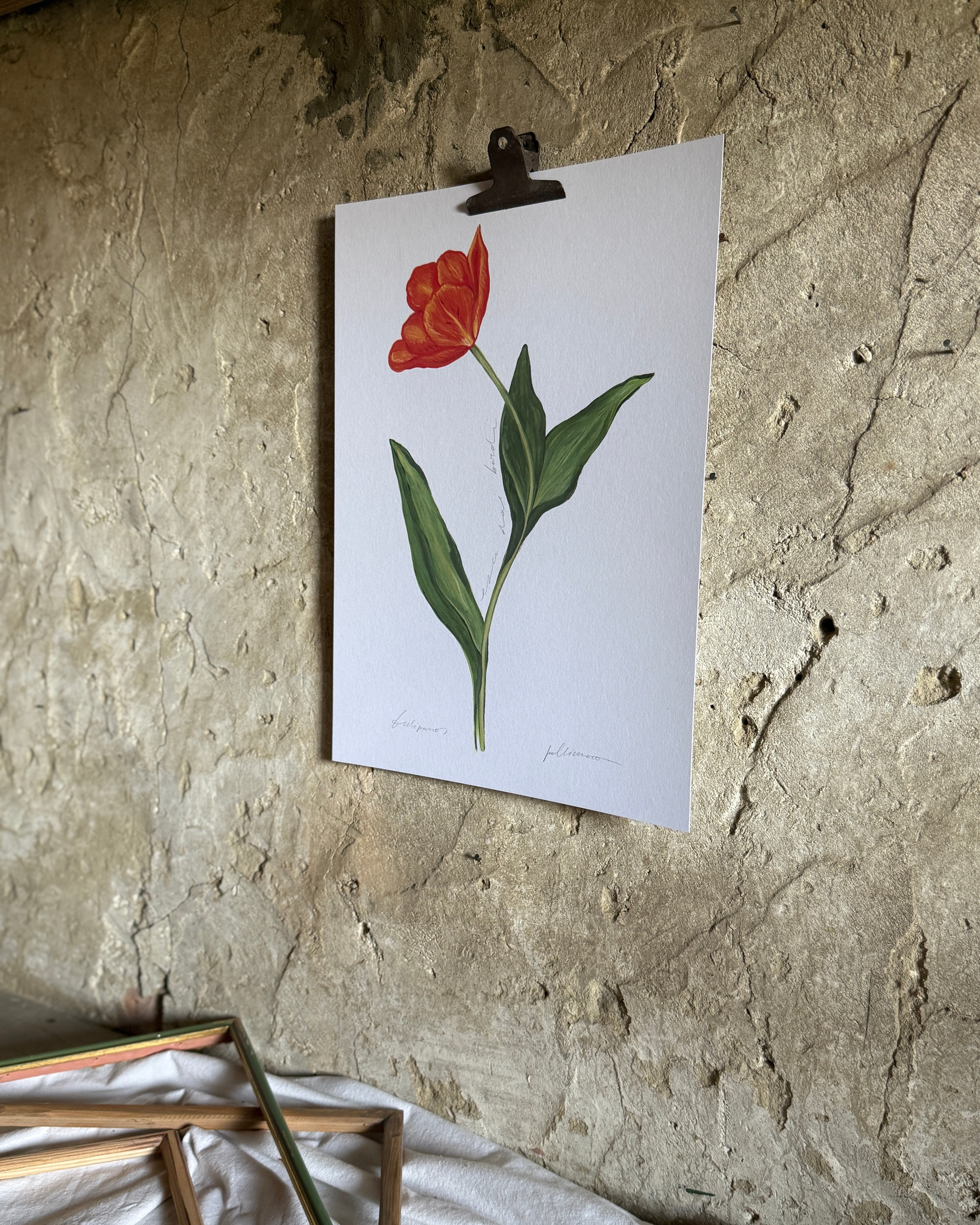 Tulipano