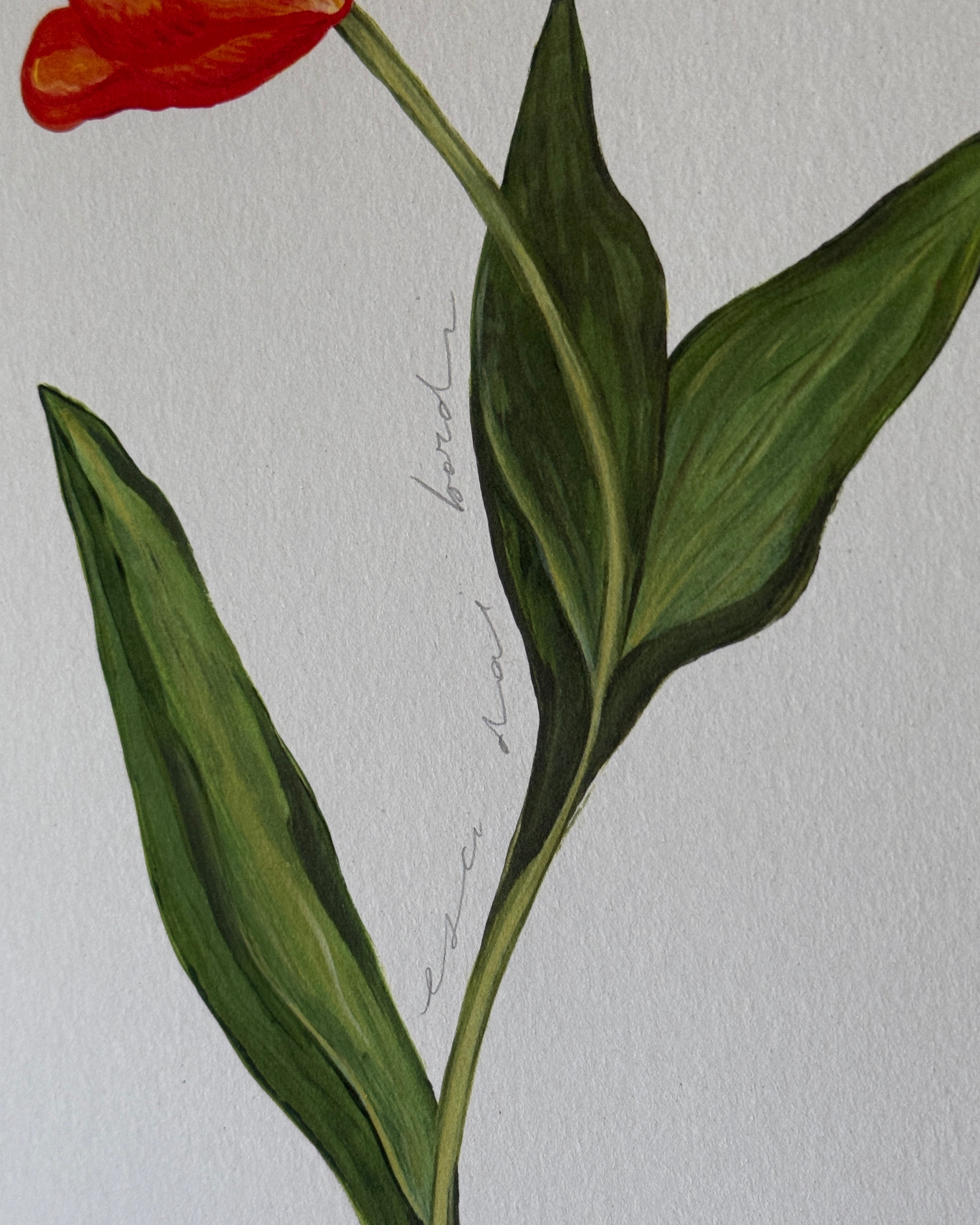 Tulipano