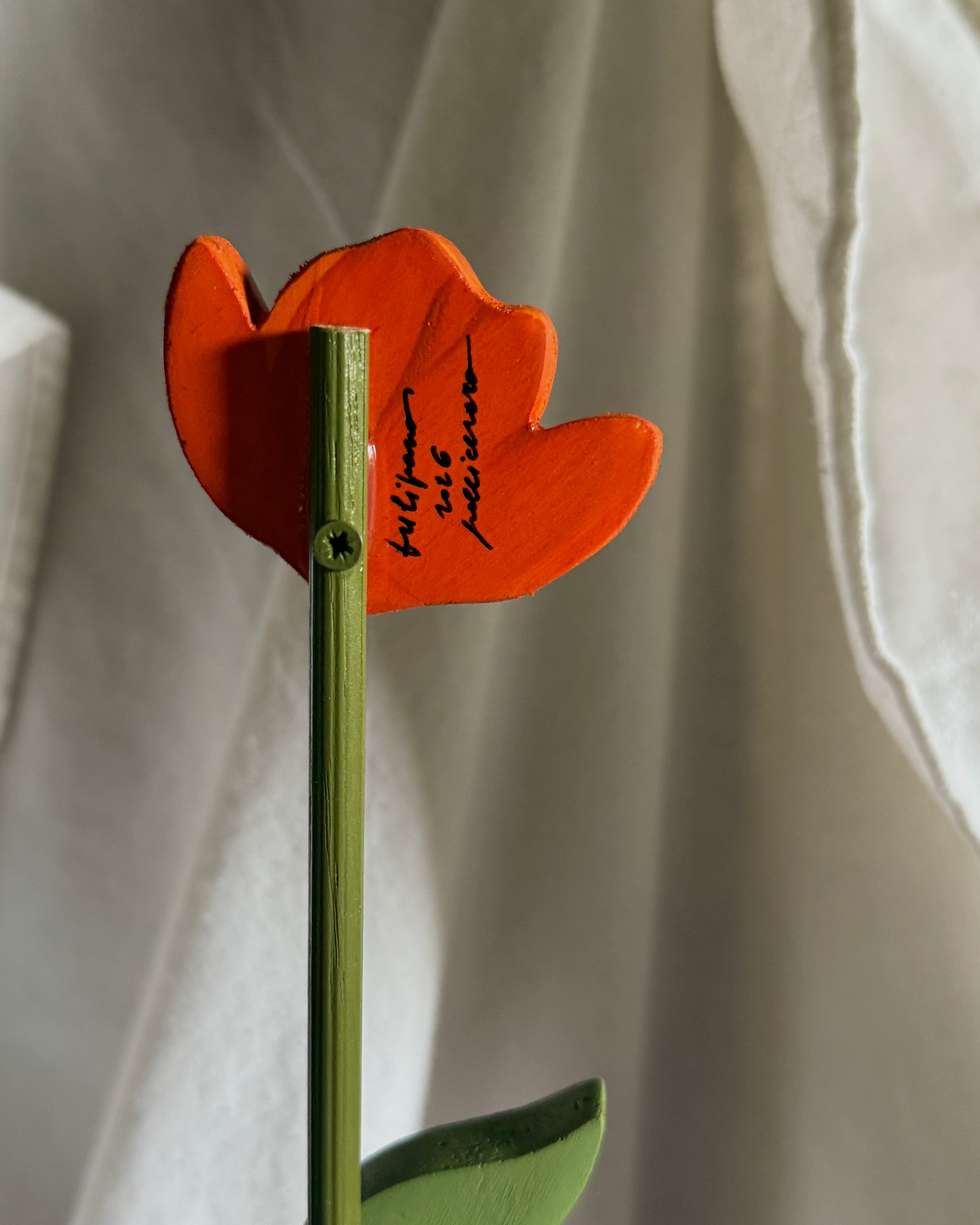 Tulipano mignon