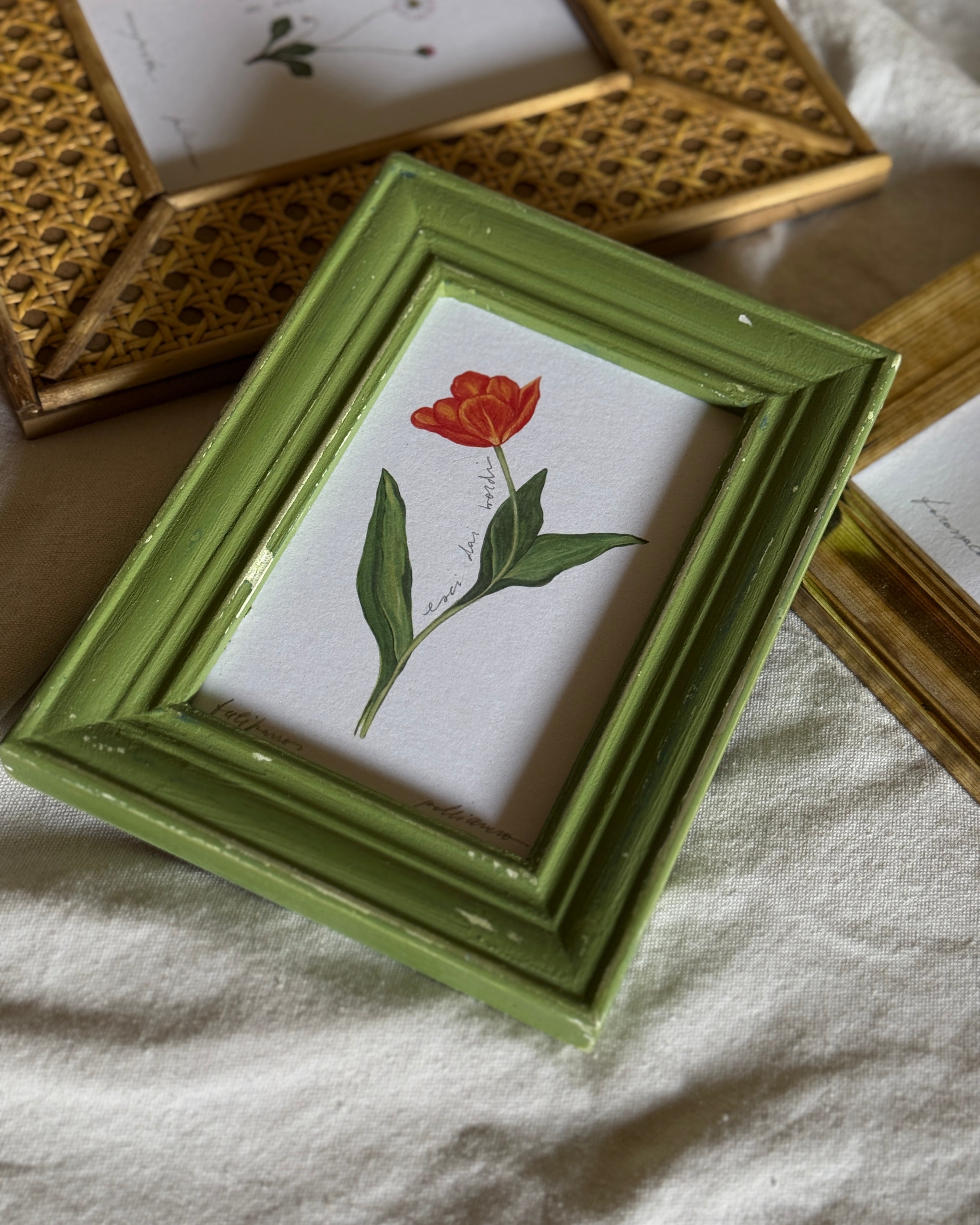 Tulipano