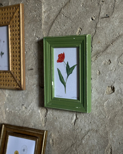 Tulipano