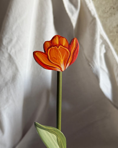 Tulipano mignon
